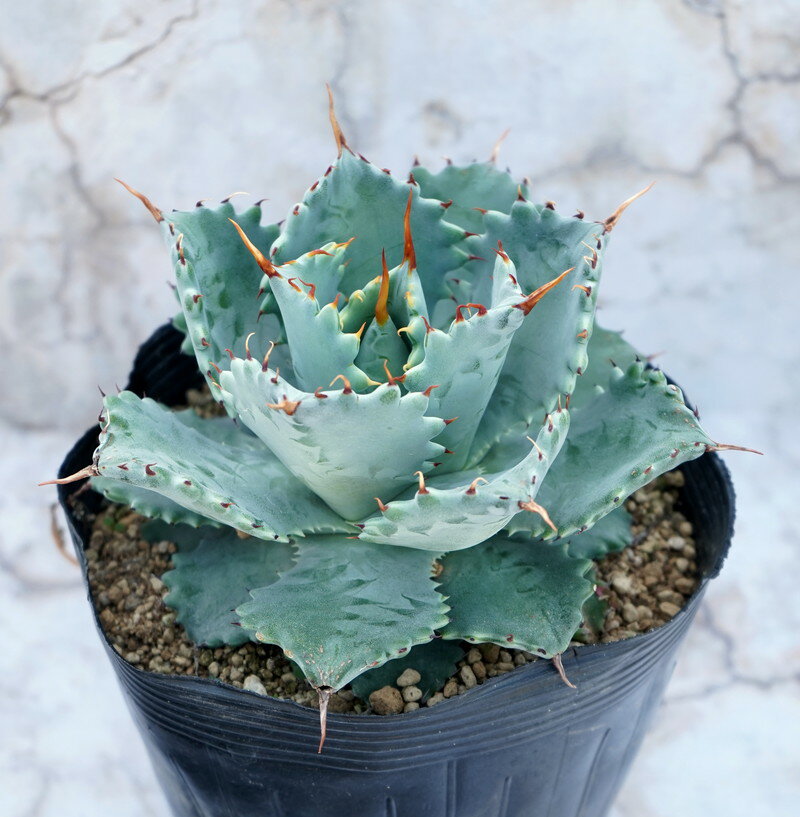 アガベ・イシスメンシス　5号ポットのサムネイル