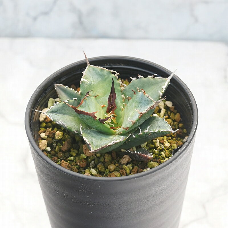 アガベ・チタノタ「阿修羅（アシュラ）」 3.5号鉢のサムネイル