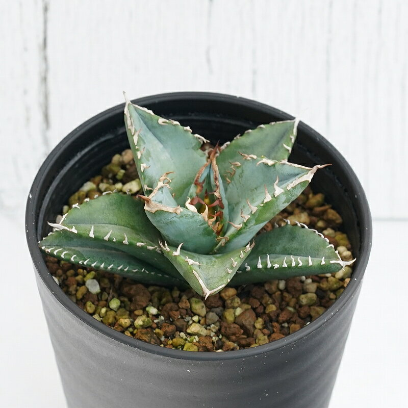 ١ΥЏʥۥ磻ȡե쥤ˡ3.5ȭ