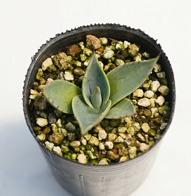 アガベ・パリー・フワチューケンシス（ホーチエンシス）「ウェイクフィールド」　2号ロングポットのサムネイル