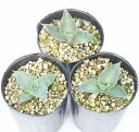 Agave hiemiflora　 アガベ・ヒエミフローラ 耐寒性：-2℃ 最大草丈：60センチ、最大株幅：90センチ メキシコのチアパス州とグアテマラに自生し、標高2000メートルの石灰岩の斜面で育つ。 小苗時は緑色の葉できれいなロゼットを形成し、成長するにつれ葉は白みを帯びる。 商品の性質上、細かな傷やトゲ折れ等が御座います事ご理解ください。