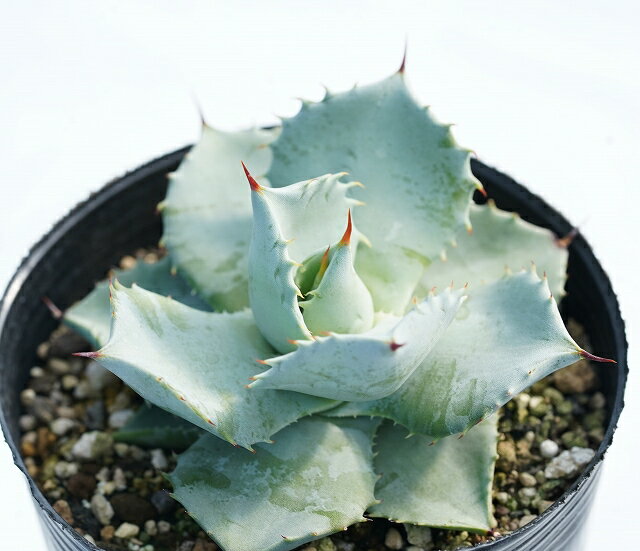 アガベ・イシスメンシス　3号ロングポットのサムネイル