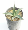 Agave x gracilipes アガベ・グラシリペス パリー・ネオメキシカーナとレチュギュラの自然交雑種。 米国のニューメキシコ州とテキサス州、メキシコのチワワ州に自生する。 葉はネオメキシカーナより細く、硬くて鋭い棘を持つ。 実生での流通は極めて稀。 最大草丈：45cm　最大株幅：60cm 耐寒性-23℃ 植物の性質上、細かな傷やトゲ折れ等ある場合が御座います。