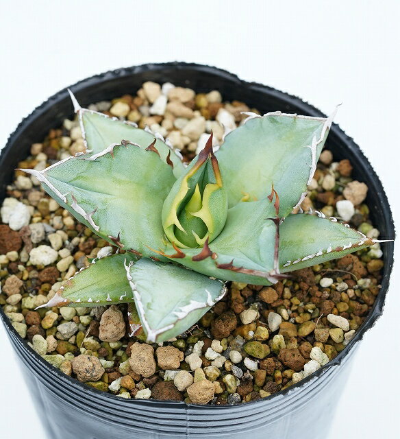 【数量限定】アガベ・チタノタ「ブルー」 イエロー＆ワイルドスパイン 3号ポット植えのサムネイル