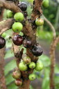 《不思議フルーツ》ジャボチカバ苗木（12cmp）