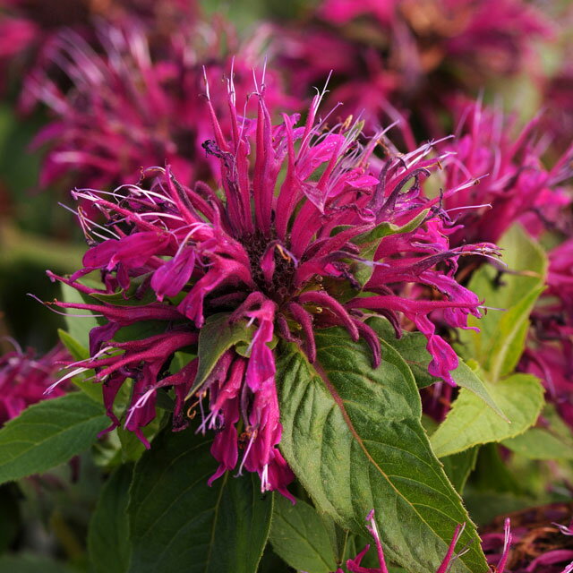 【宿根草】モナルダ「バルミー・パープル」　5号(15cm)ポットのサムネイル