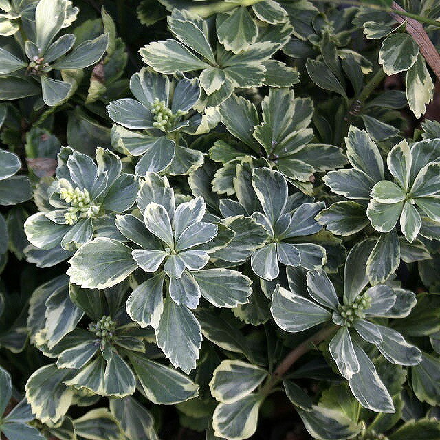 フッキソウ 富貴草 の育て方 剪定方法や適切な植え方をご紹介 2ページ目 Botanica