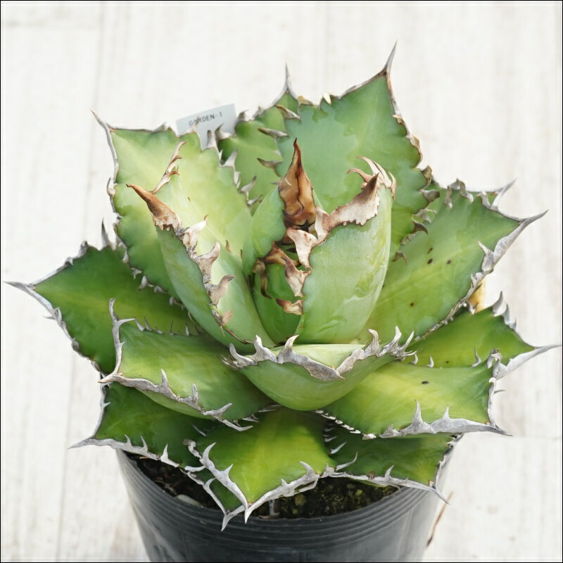 《現物》アガべ　チタノタ　赤猫（レッドキャットウィーズル）　特選株　No.1　4号