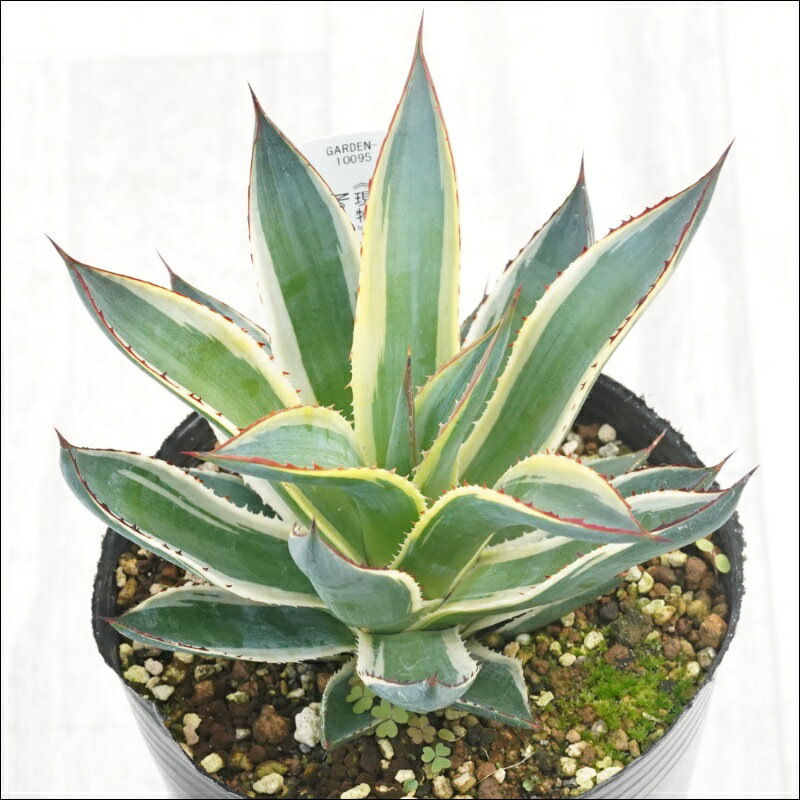 《現物》アガベ　サングロー　特選株　No.10095　4号