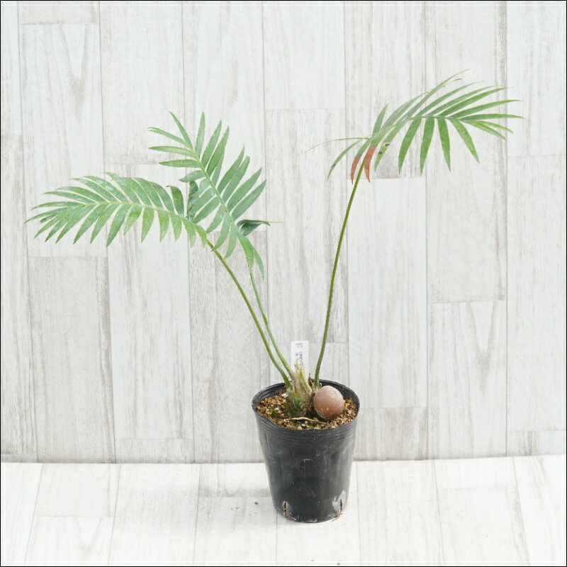 《現物》ディオーン　スピヌロサム　特選株　No.10108　4号