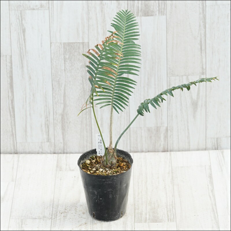 《現物》ディオーン　ホルムグレニー　特選株　No.10112　4号