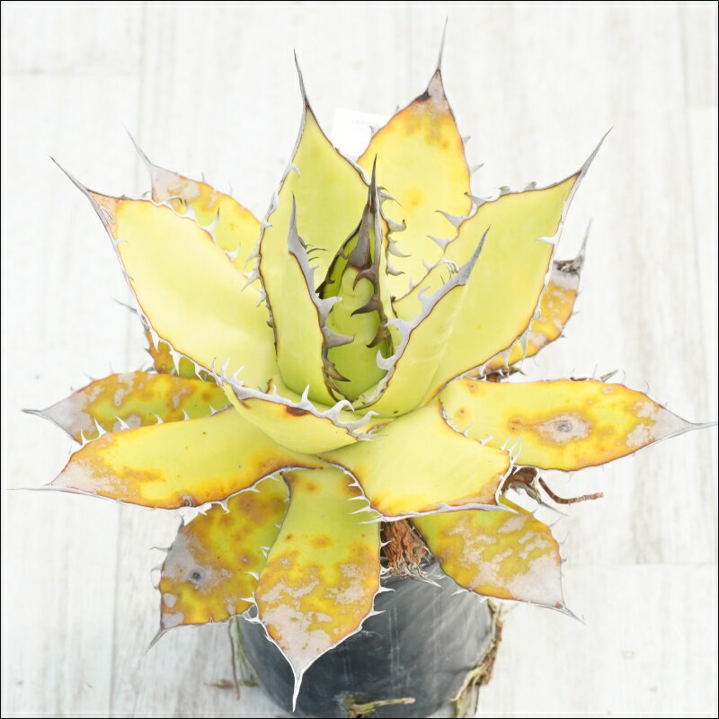 《現物》アガべ　ホリダ　超アンティーク　特選株　No.10121　3号