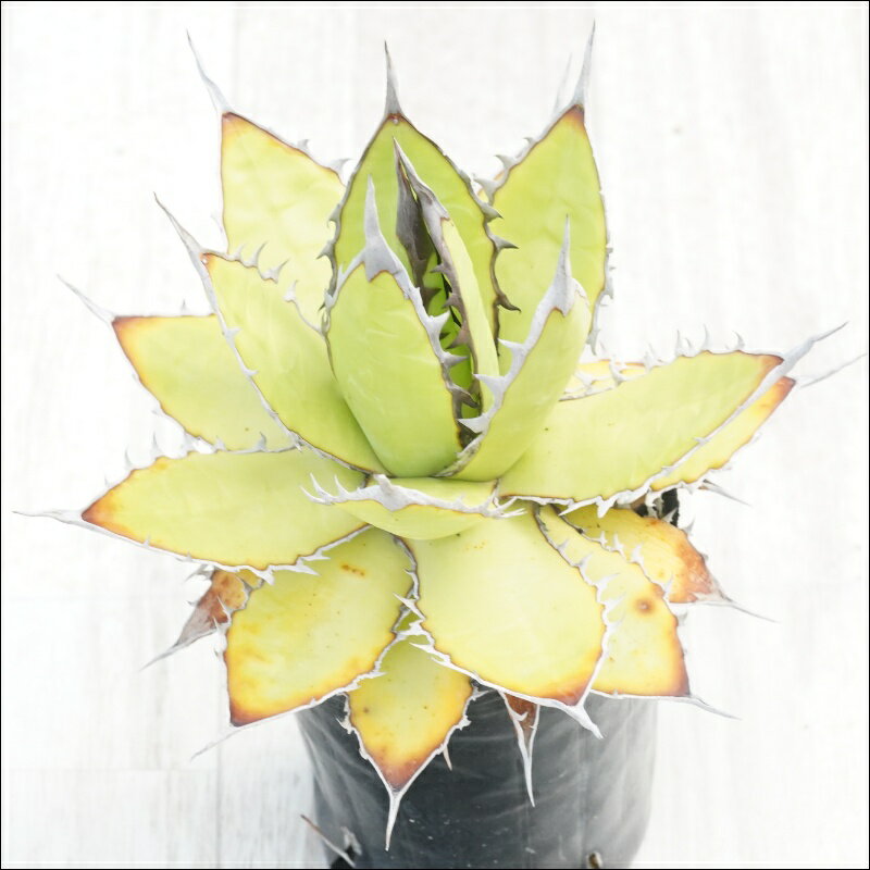 《現物》アガべ　ホリダ　アンティーク　特選株　No.10123　3号