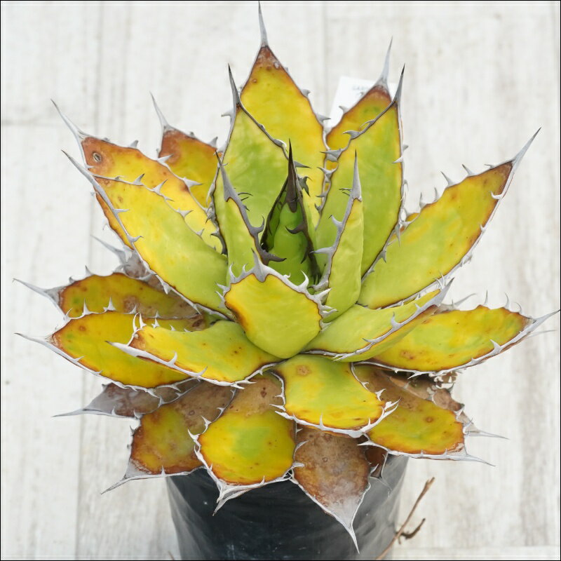 《現物》アガべ　ホリダ　超アンティーク　特選株　No.10126　3号