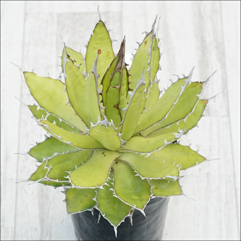 《現物》アガべ　ホリダ　アンティーク　ホワイトスパイン　特選株　No.10128　3号