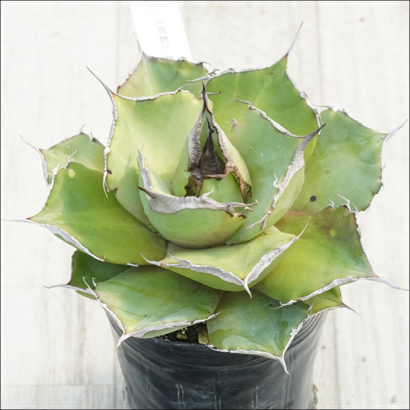 《現物》アガべ　チタノタ　黒豹　特選株　No.10162　3号