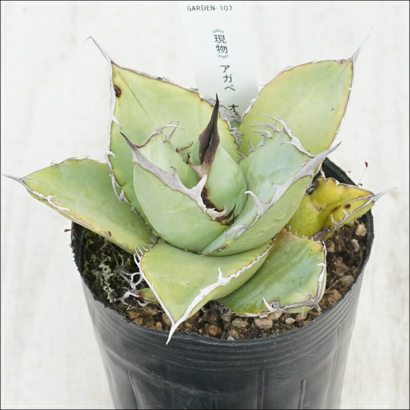 《現物》アガべ　オテロイ　アンティーク　ブラック＆ホワイトスパイン　No.107　3号