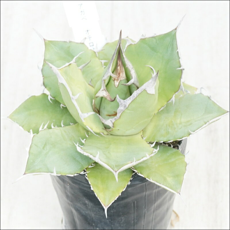 《現物》アガべ　オテロイ　大ノギ　No.108　3号