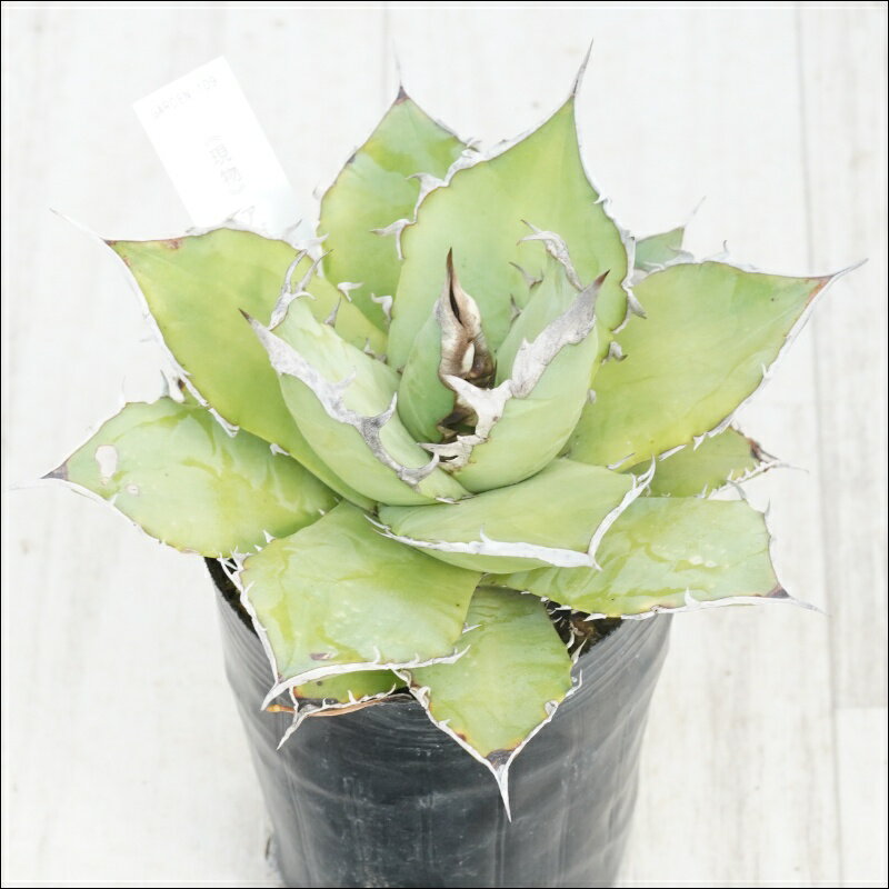 《現物》アガべ　オテロイ　大棘　No.109　3号