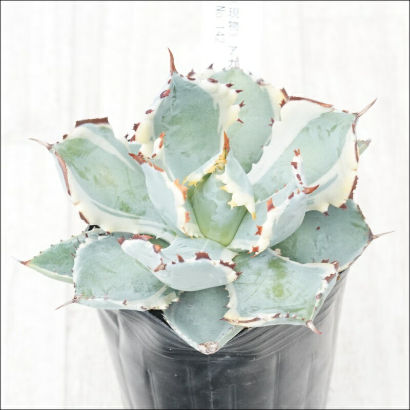 《現物》アガべ　イシスメンシス　カブトガニ錦　連棘　No.142　3号