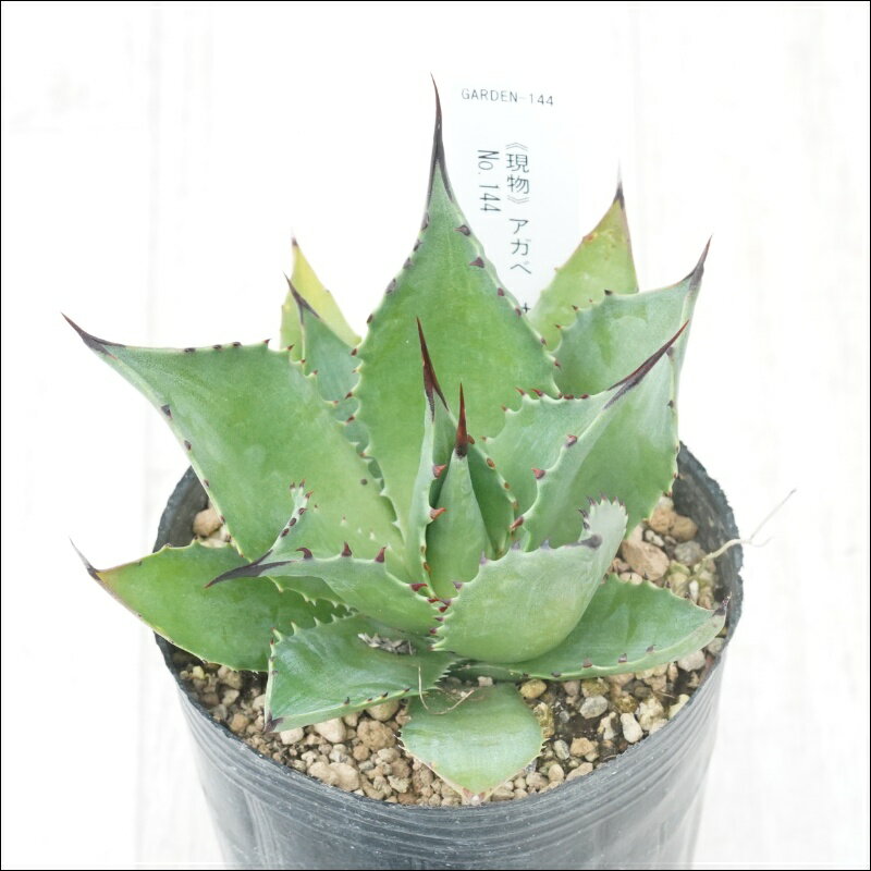 《現物》アガべ　サロモニー　赤黒棘　No.144　3号