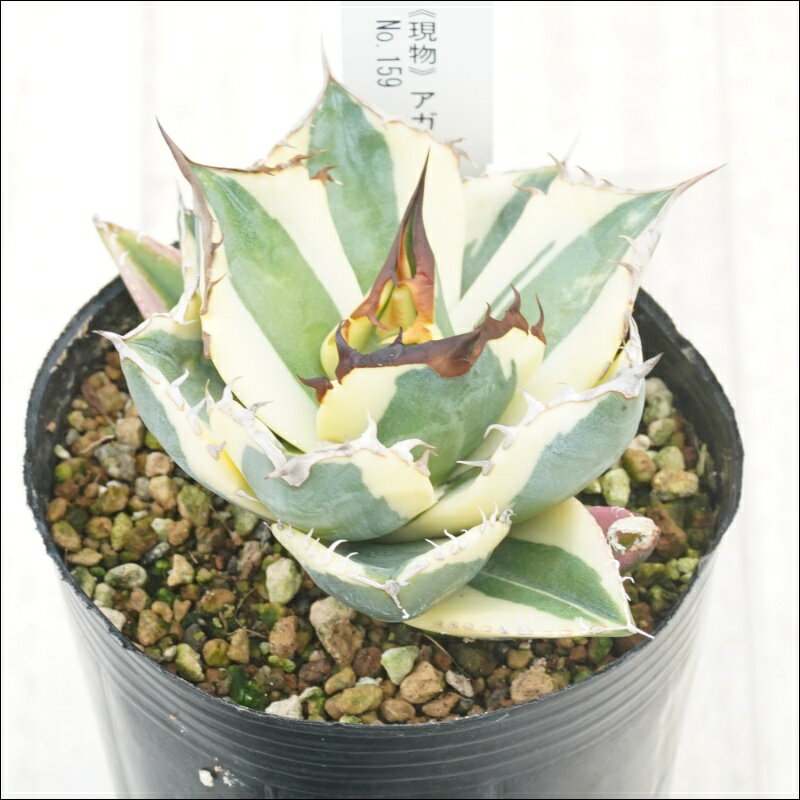 《現物》アガべ　チタノタ　スナグルトゥース　No.159　3号