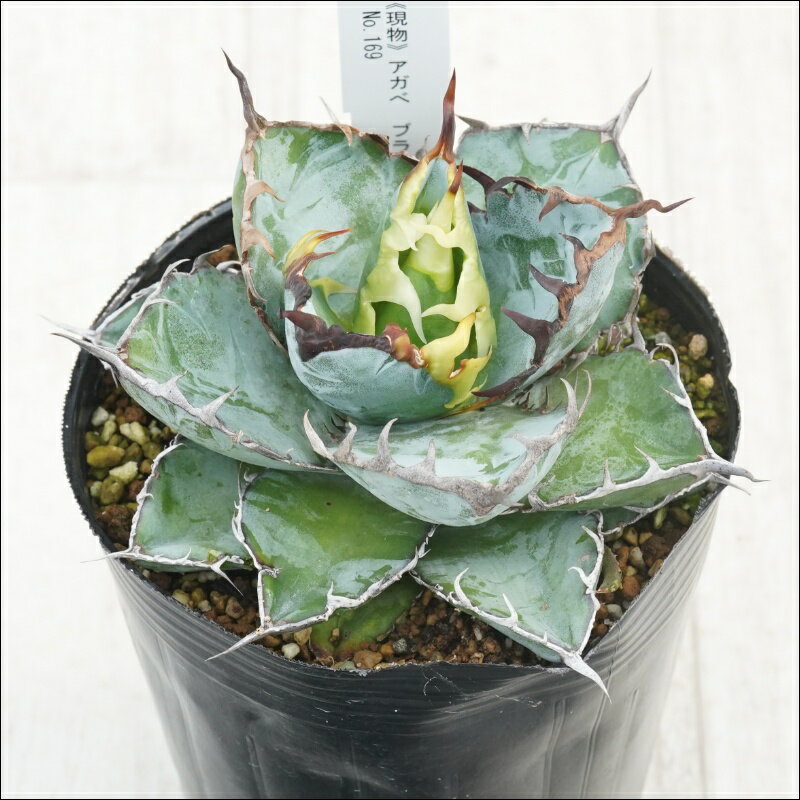 《現物》アガべ　チタノタ　ブラック＆ブルー　子株付き　No.169　4号