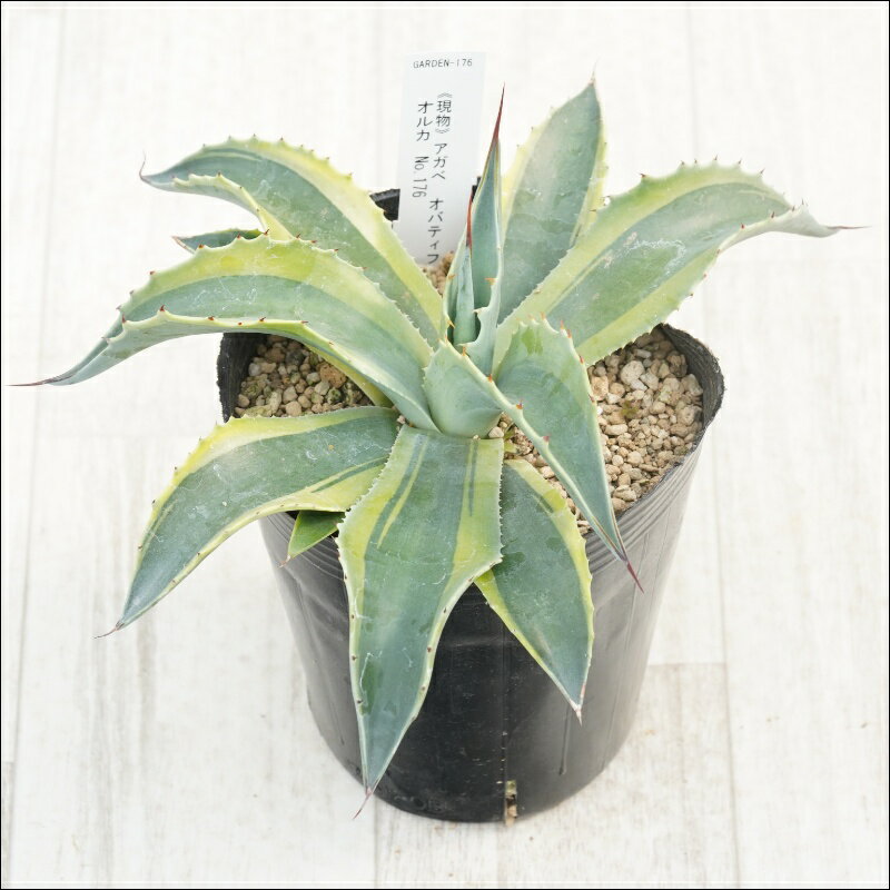 《現物》アガべ　オバティフォリア　オルカ　No.176　4号