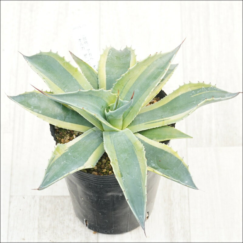 《現物》アガべ　オバティフォリア　オルカ　No.178　4号