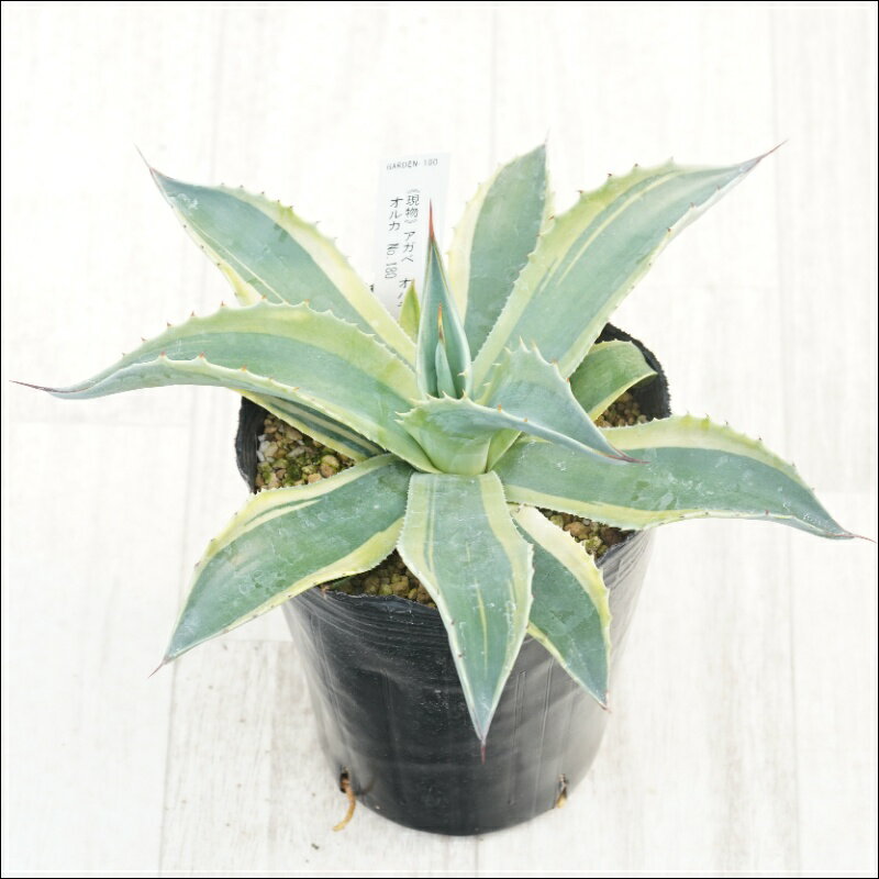 《現物》アガべ　オバティフォリア　オルカ　No.180　4号