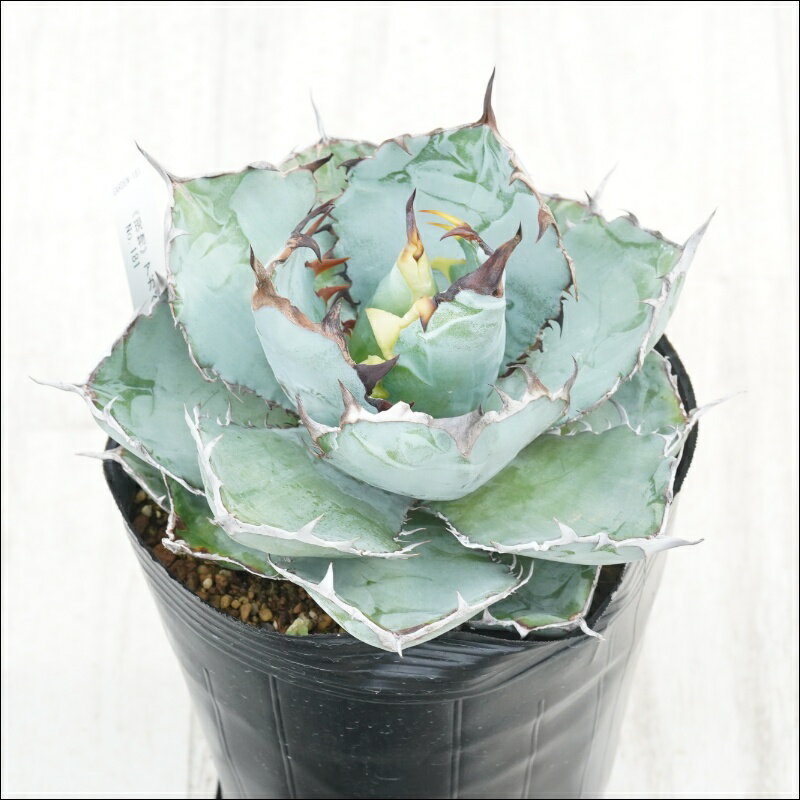 《現物》アガべ　チタノタ　ブラック＆ブルー　No.181　5号