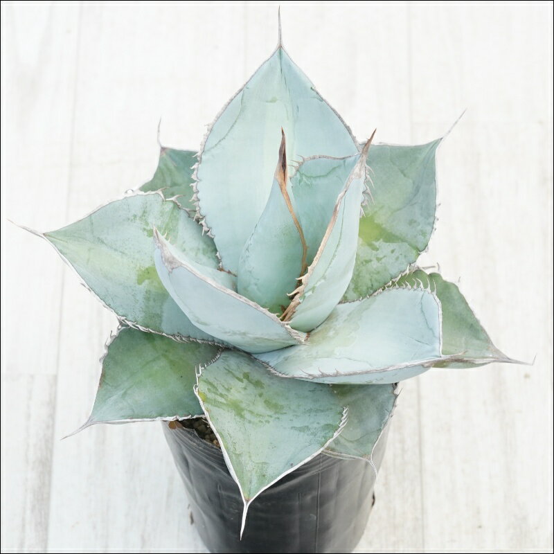 《現物》アガべ　チタノタ　ホワイトアイス　スムースエッジ　No.186　4号