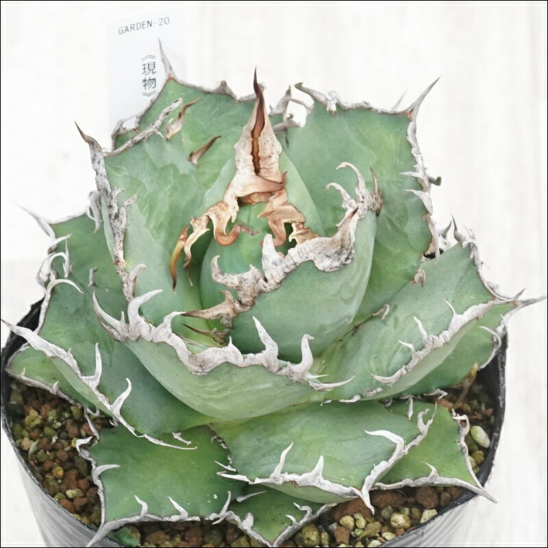 《現物》アガべ　チタノタ　凱撒（シーザー）　特選株　No.20　4号