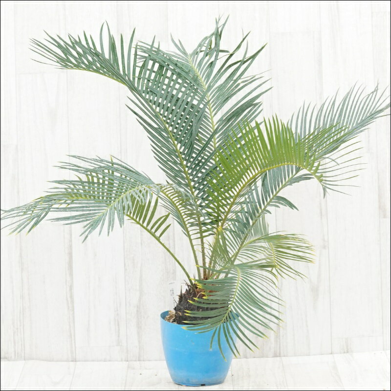 《現物》サイカス・レボルタ　幹幅8.5cm　No.58　5号