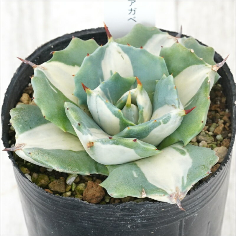 《現物》アガべ　王妃雷神　白中斑　No.66　3号