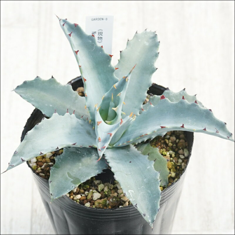 《現物》アガべ　シエラアズール　特選株　No.8　4号