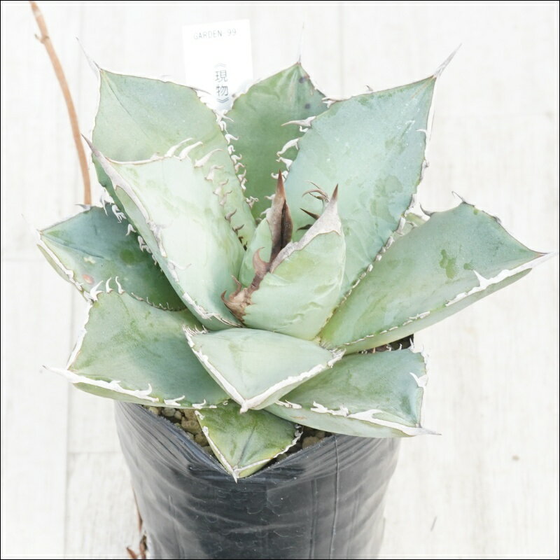 《現物》アガべ　オテロイ　槍棘　No.99　3号