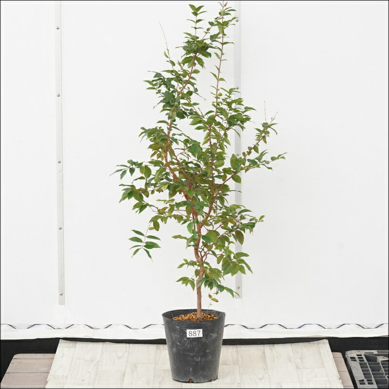 《現物》ジャボチカバ　高さ100cm　四季なり大実　No.887　※開花実績あり株　7号