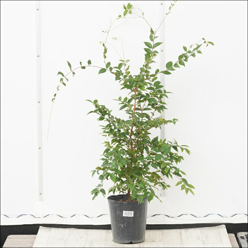 ͹񥬡ǥŷԾŹ㤨֡ԸʪեܥС⤵80cm͵ʤ¡No.8897פβǤʤ10,978ߤˤʤޤ