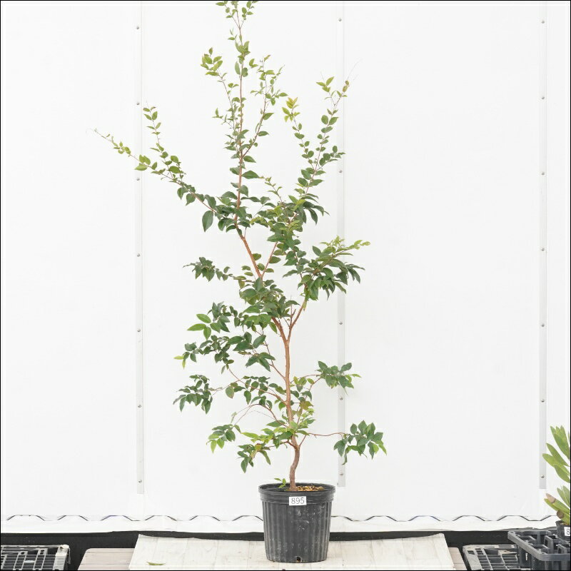 《現物》ジャボチカバ　高さ140cm　四季なり大実　No.895　7号