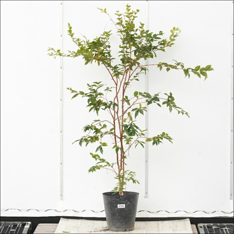 《現物》ジャボチカバ　高さ130cm　四季なり大実　No.896　8号