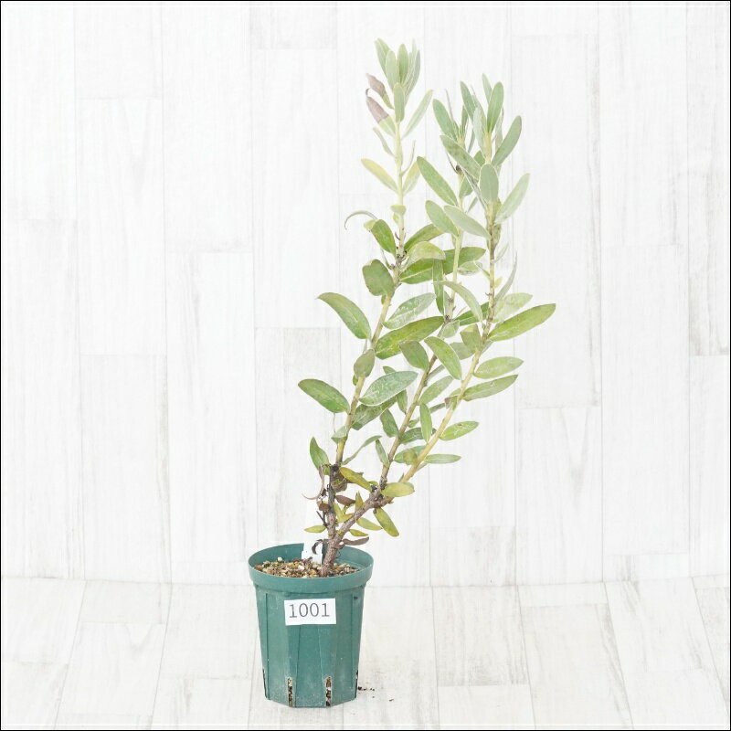 《現物》プロテア　コンパクタ　No.1001　4号