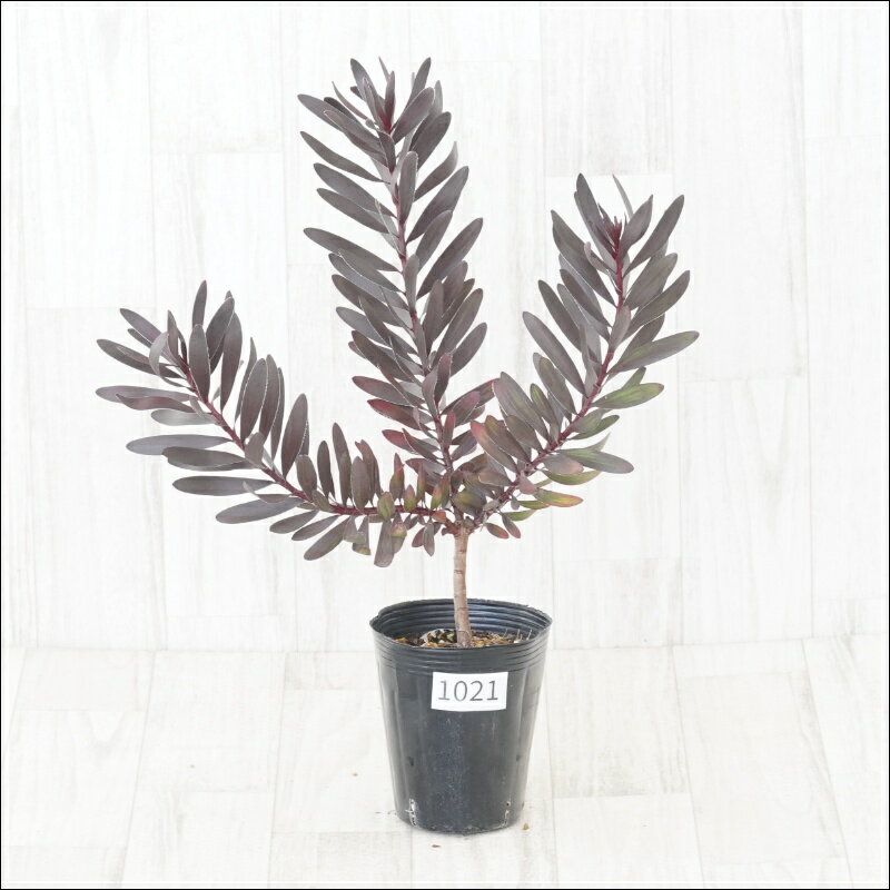 《現物》リューカデンドロン　エボニー　No.1021　4号