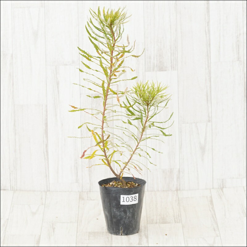 《現物》バンクシア　スピヌローサ　No.1038　4号