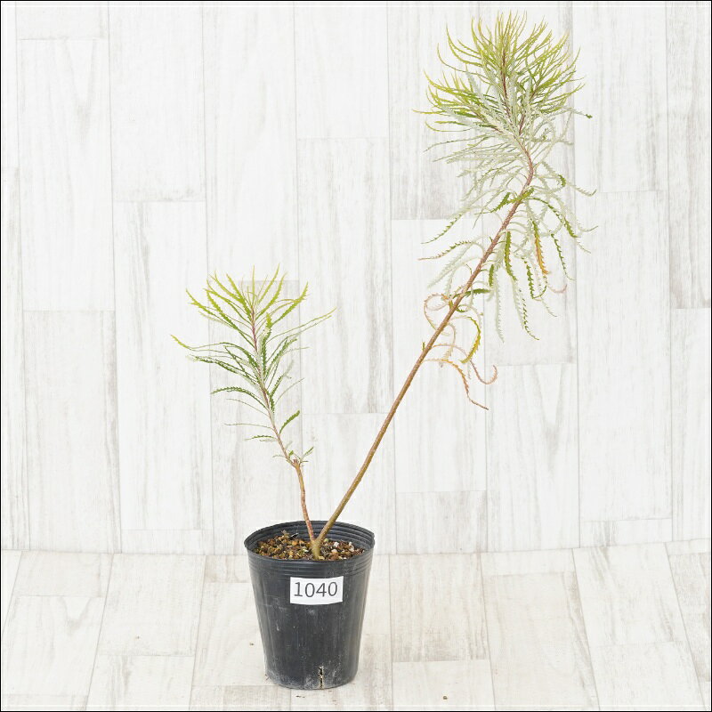 《現物》バンクシア　スピヌローサ　No.1040　4号