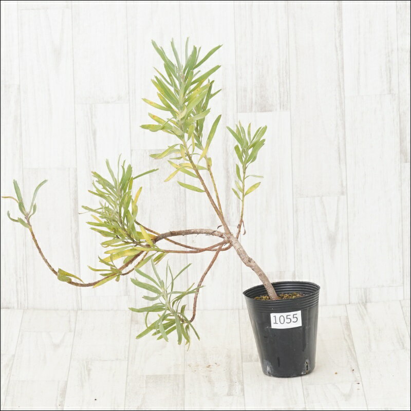 《現物・花芽付き》リューコスペルマム　ブランディー　No.1055　4号