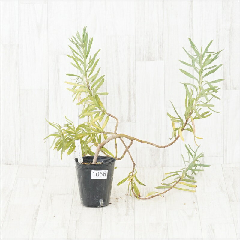 《現物・花芽付き》リューコスペルマム　ブランディー　No.1056　4号