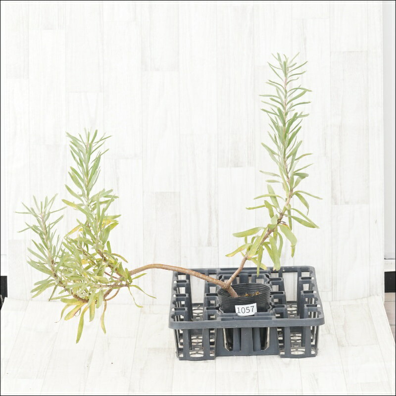 《現物・花芽付き》リューコスペルマム　ブランディー　No.1057　4号