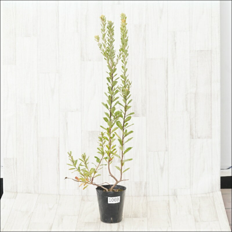 《現物》バンクシア　プラエモーサ　イエロー　No.1069　4号