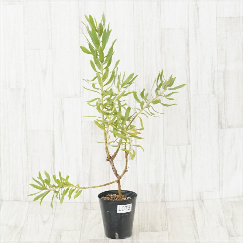 《現物・花芽付き》リューコスペルマム　スカーレットリボン　No.1073　4号